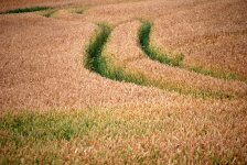Are Carbon Offsets the New Cash Crop?